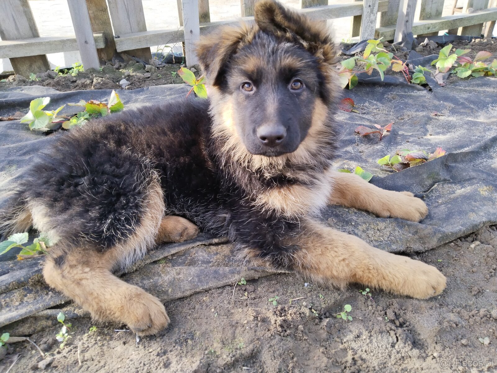 Owczarek niemiecki długowłosy - 5