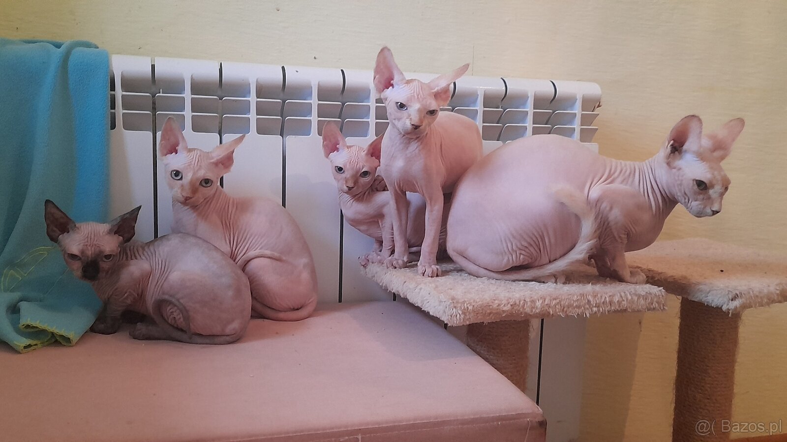 Sfinksy Kanadyjskue - 5