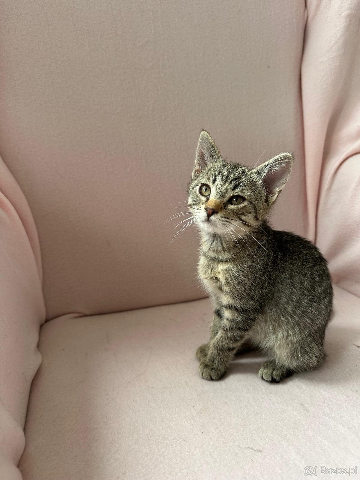 Oddam cztery małe kotki trzymiesieczne - 5