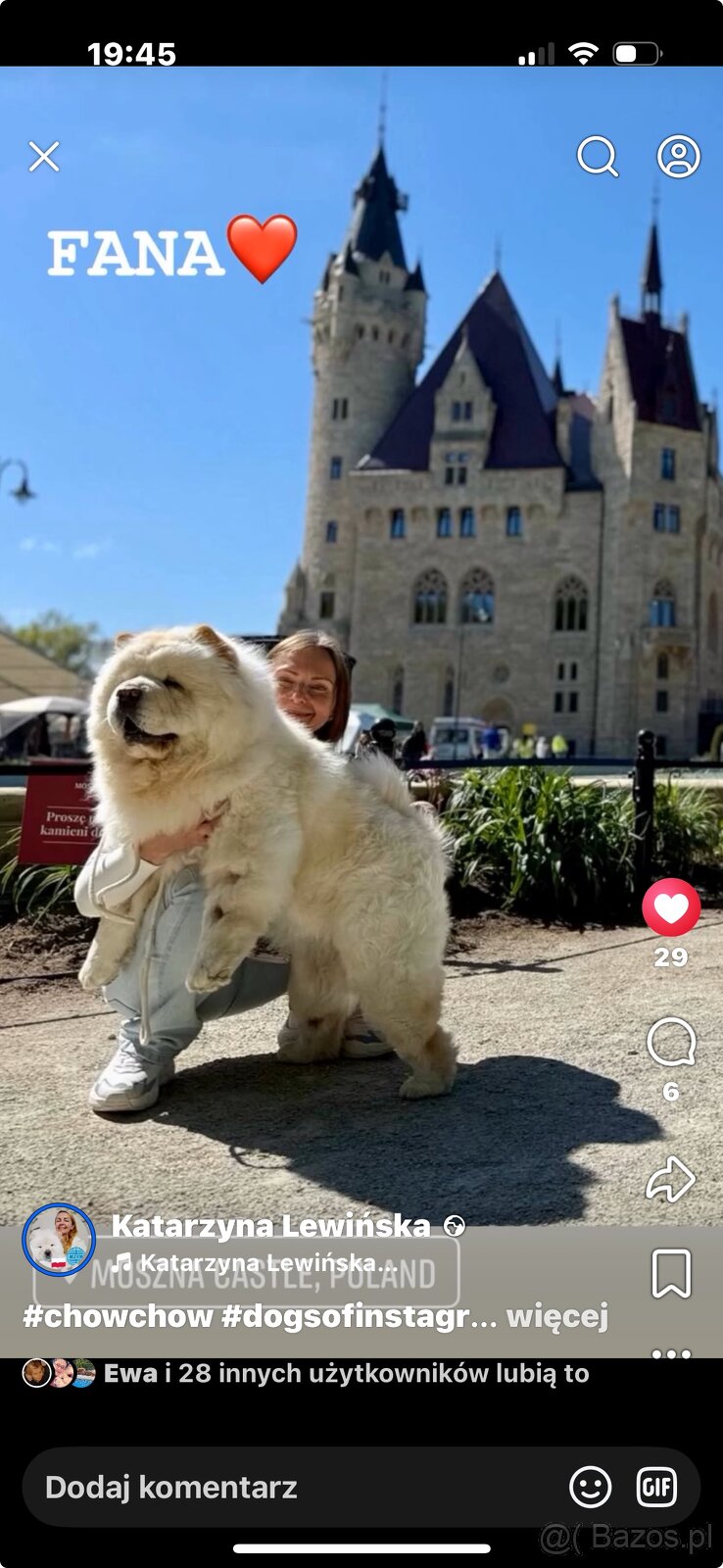 CHOW CHOW szczenięta kremowe - 5