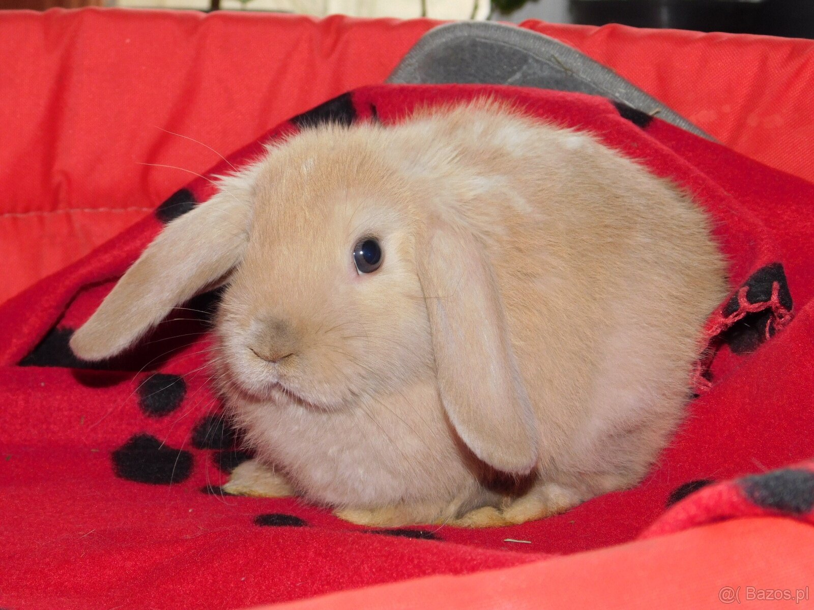 Baranki beżowe mini lop - 5