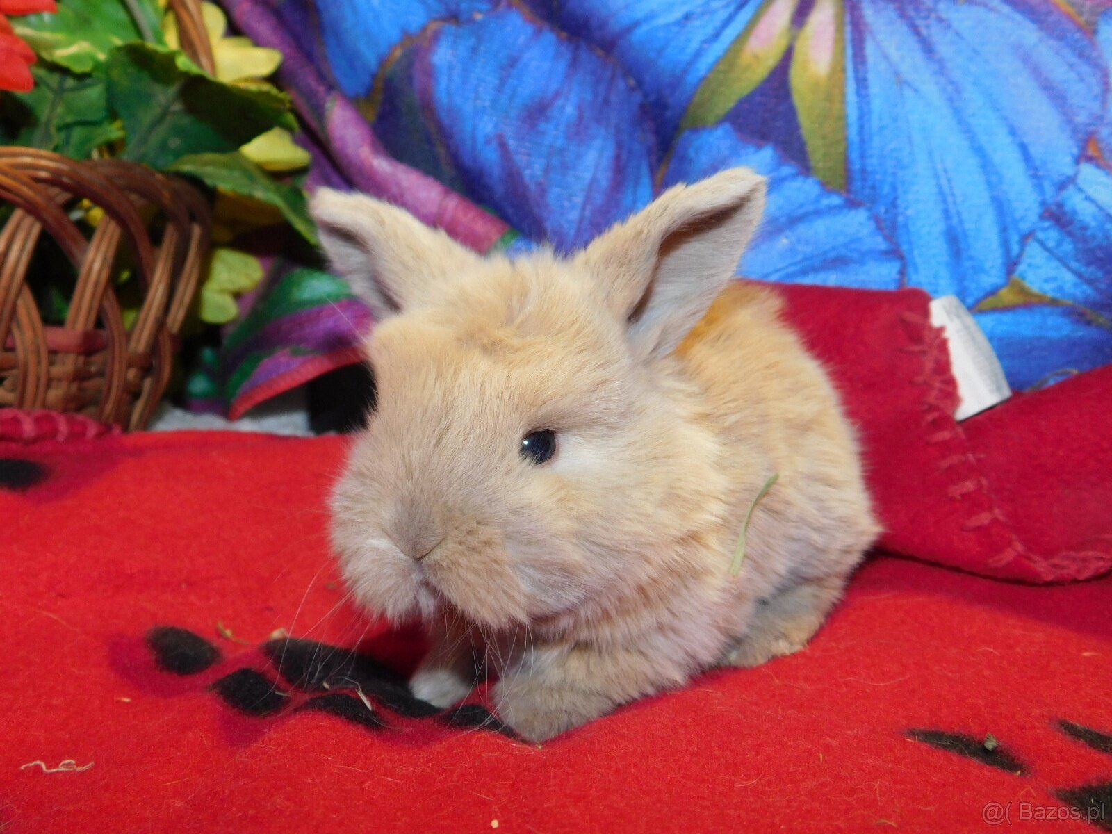 Białe króliczki z ciemną obwódką wokół oczu - 5