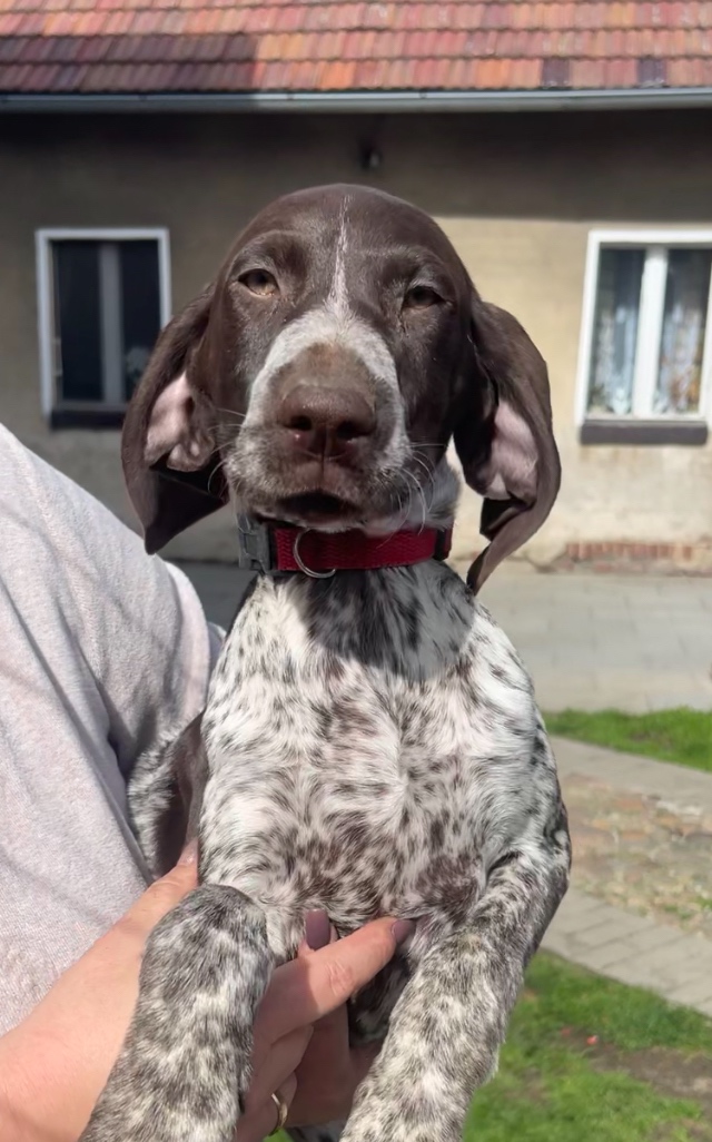 Szczeniaki wyżła niemieckiego krótkowłosego - 5