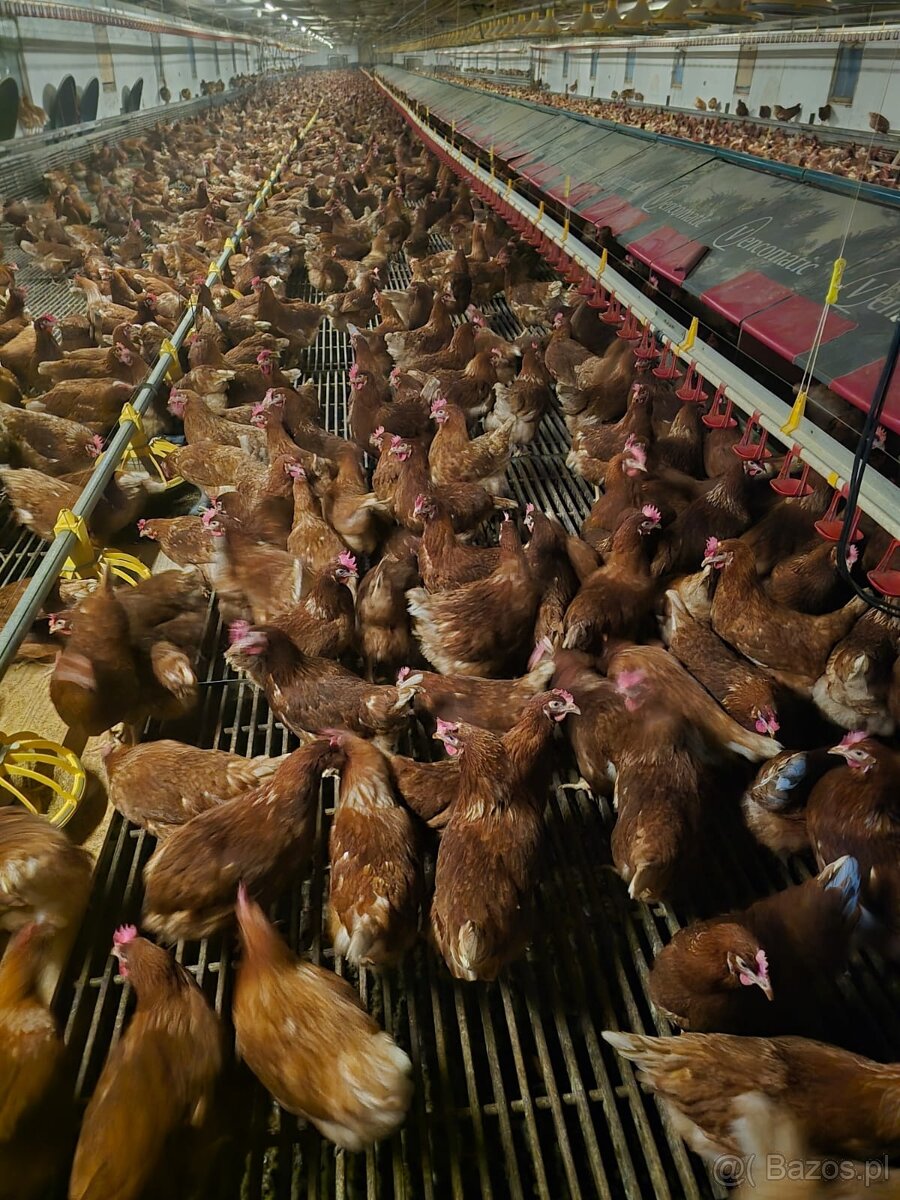 KURY NIOSKI 605834710 - 5