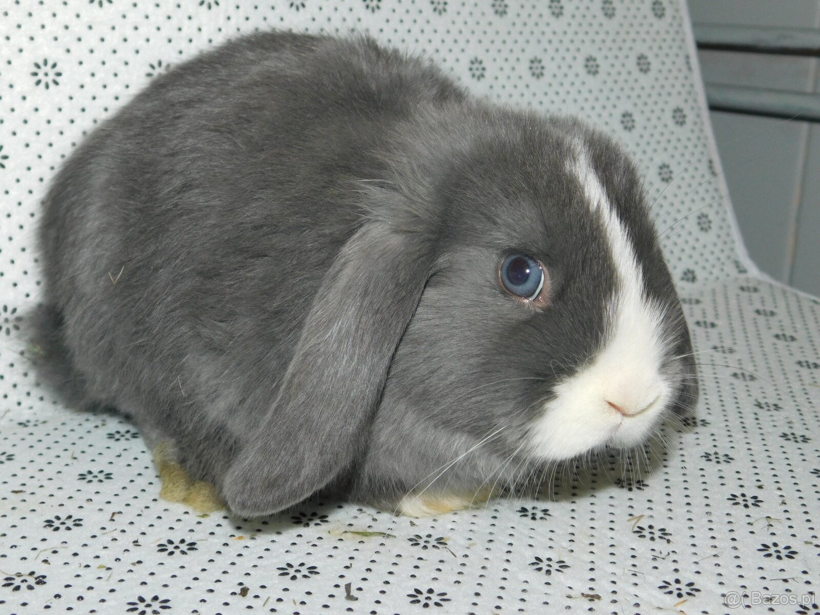 Niebiesko - biała samiczka mini lop - 5