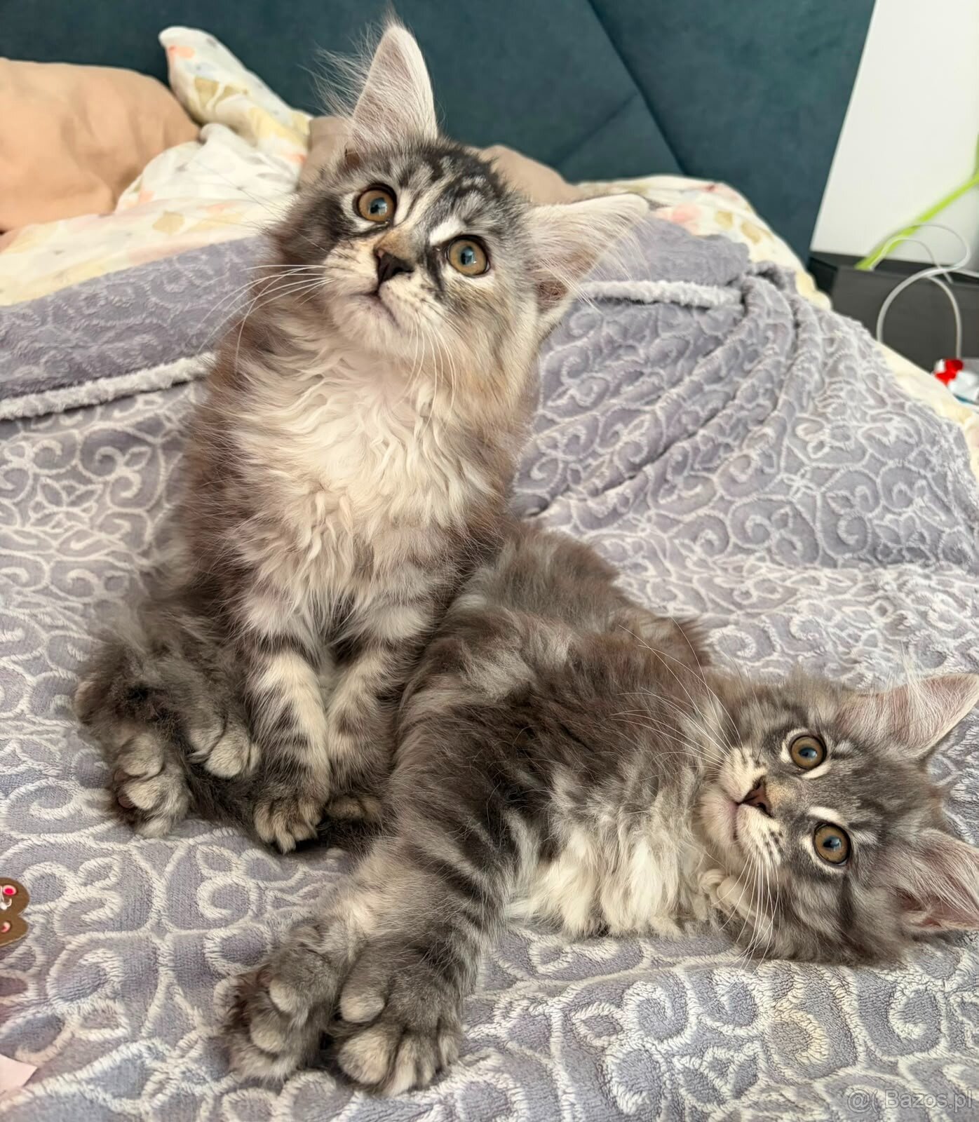 Maine Coon - 5