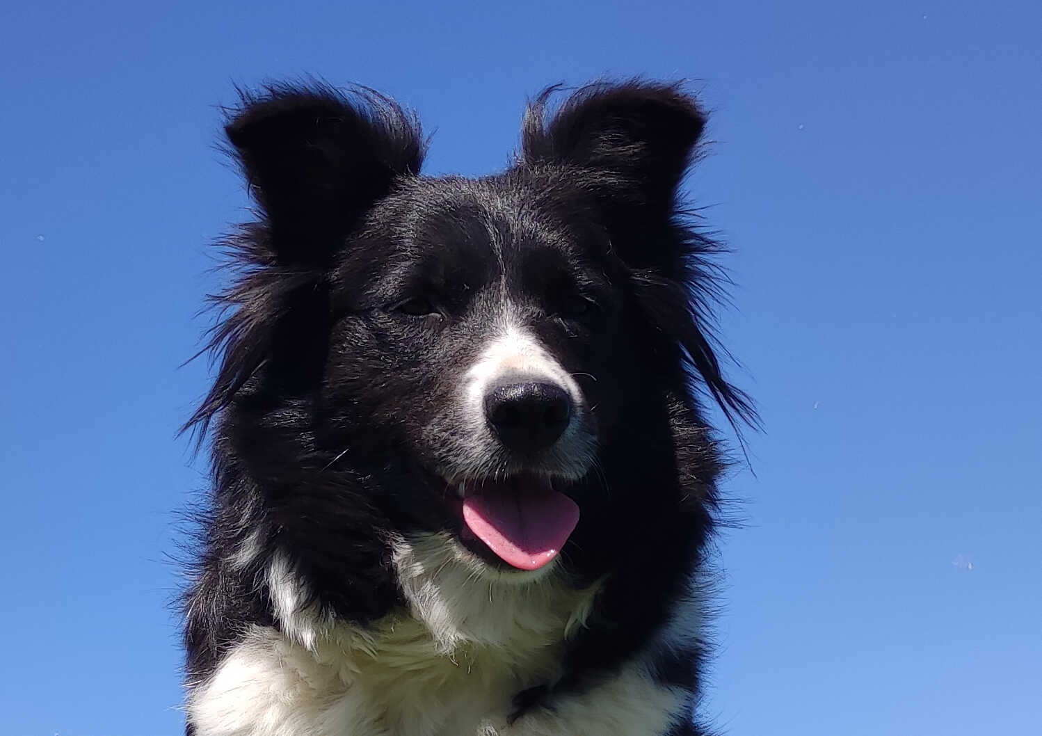 Border Collie - Pies maści EE-RED, dokumenty hod, badania ro - 5