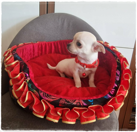 Chihuahua śliczny kremowo biały piesek - 5