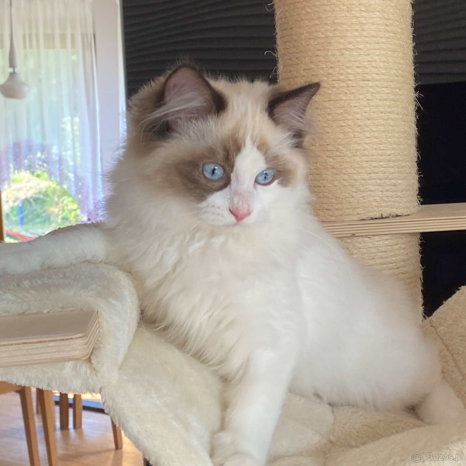 Kot kocurek Ragdoll - 5