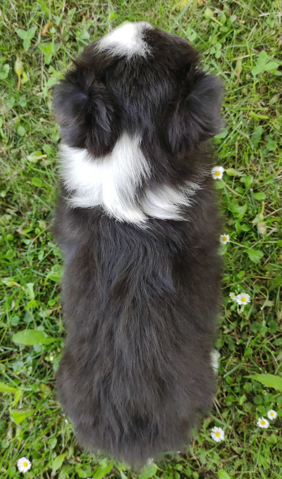 Piękny Rasowy Pies Border Collie - Szczeniak z pełną dok. z - 5