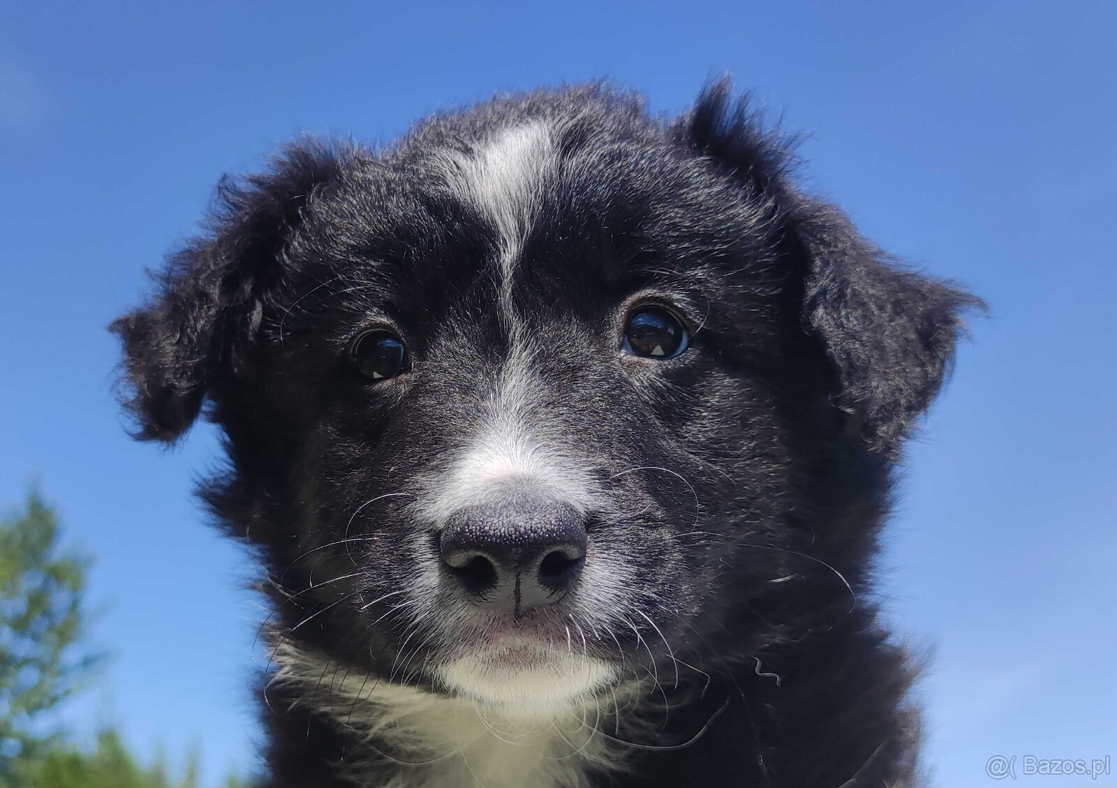 Rasowa suczka - Border Collie z pełną dok. - 5