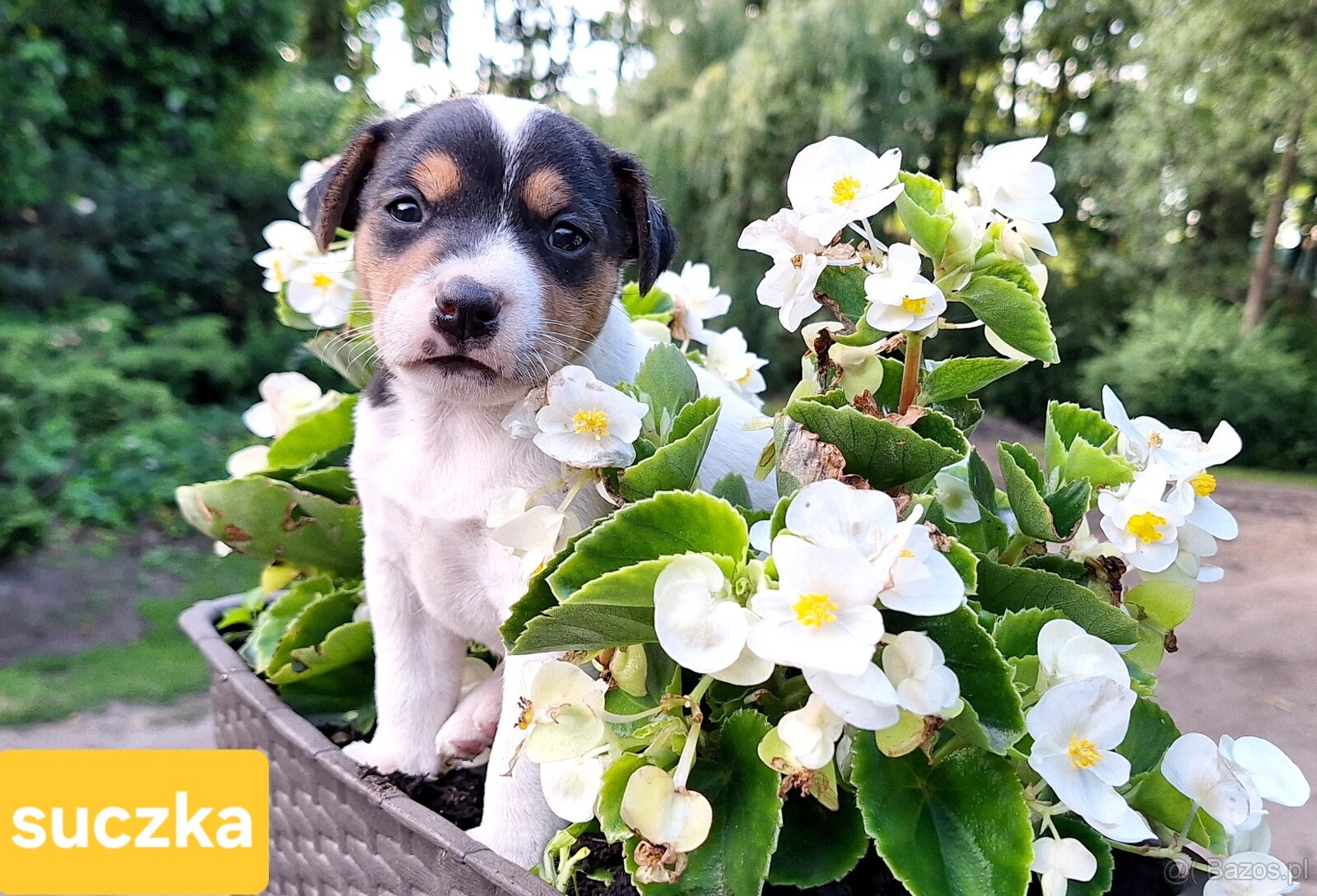 Parson Russell Terrier ZKwP FCI - 5