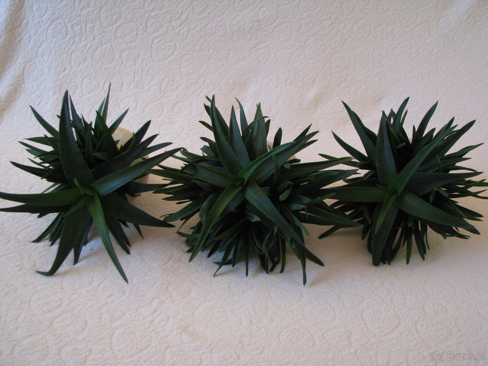 Aloes – piękna, zdrowa roślinka o właściwościach leczniczych - 5