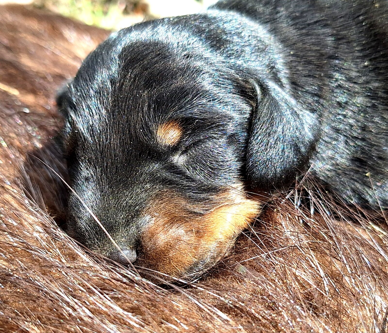 Gończy Słowacki KOPOV ZKwP FCI - 5