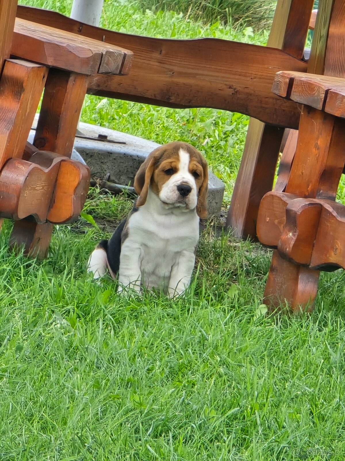 Szczenięta rasy Beagle Tricolor - 5