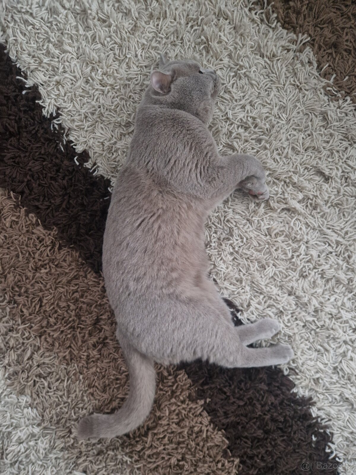 Kocur Brytyjski reproduktor ,Krycie - 5