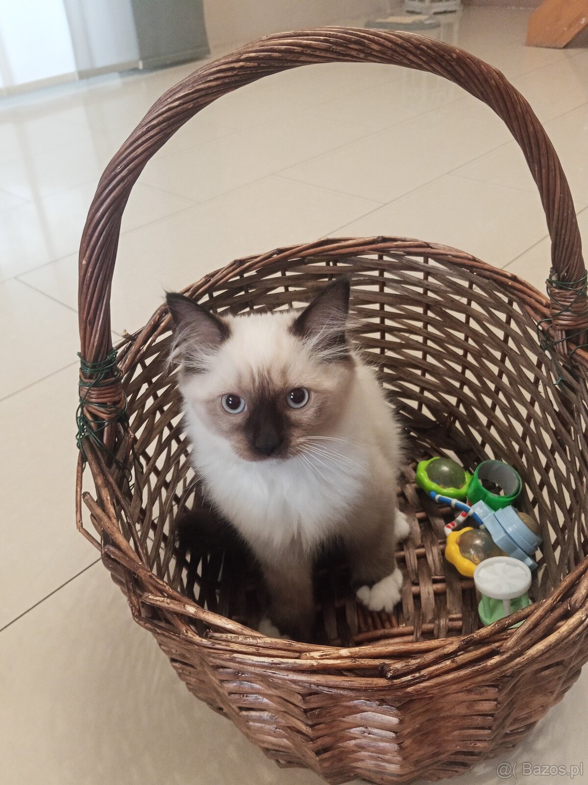 Kocurek Ragdoll LATTE FPL - 5