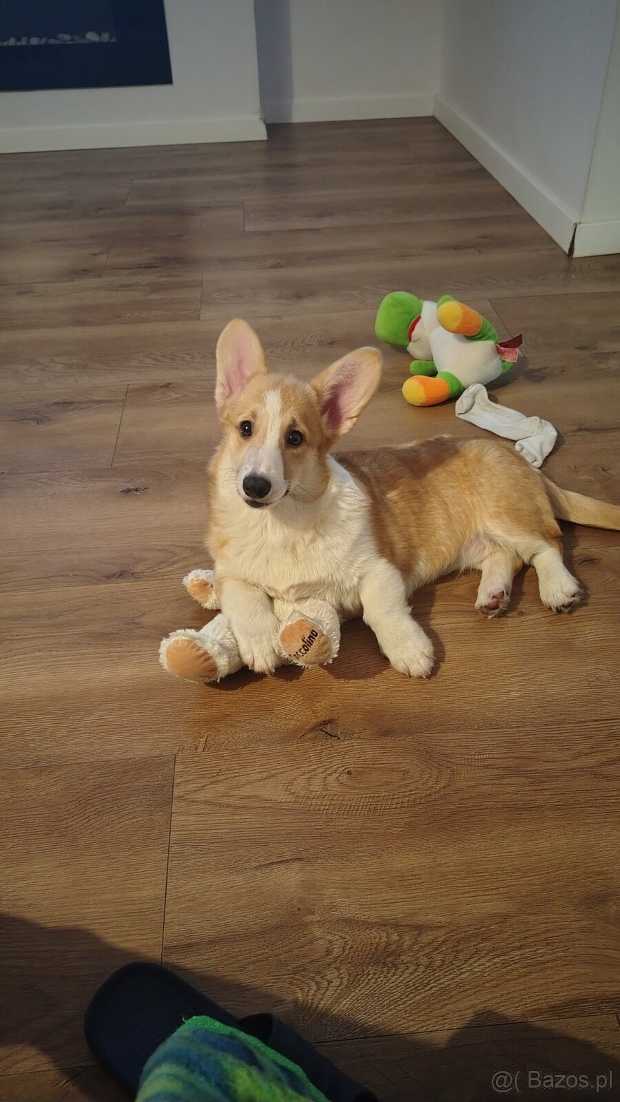 Welsh Corgi Pembroke FCI - 5