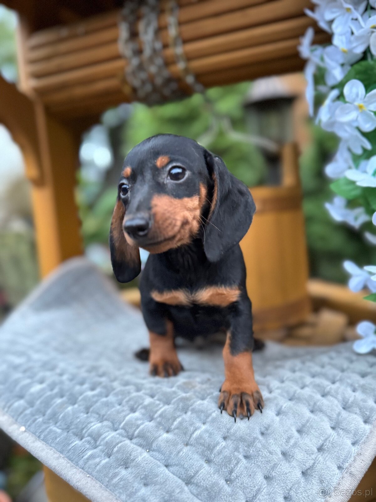 Piękna sunia jamnik miniaturowy standard z rodowodem - 5