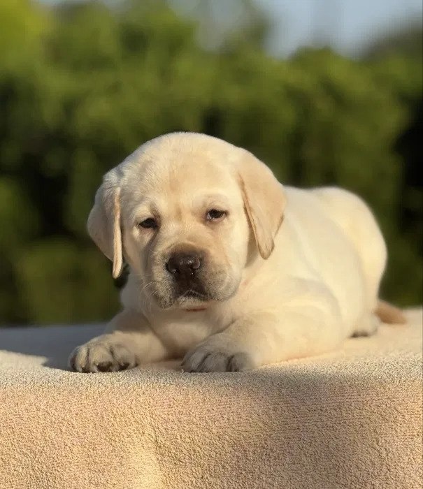 Niesamowite szczenięta labradora - 5