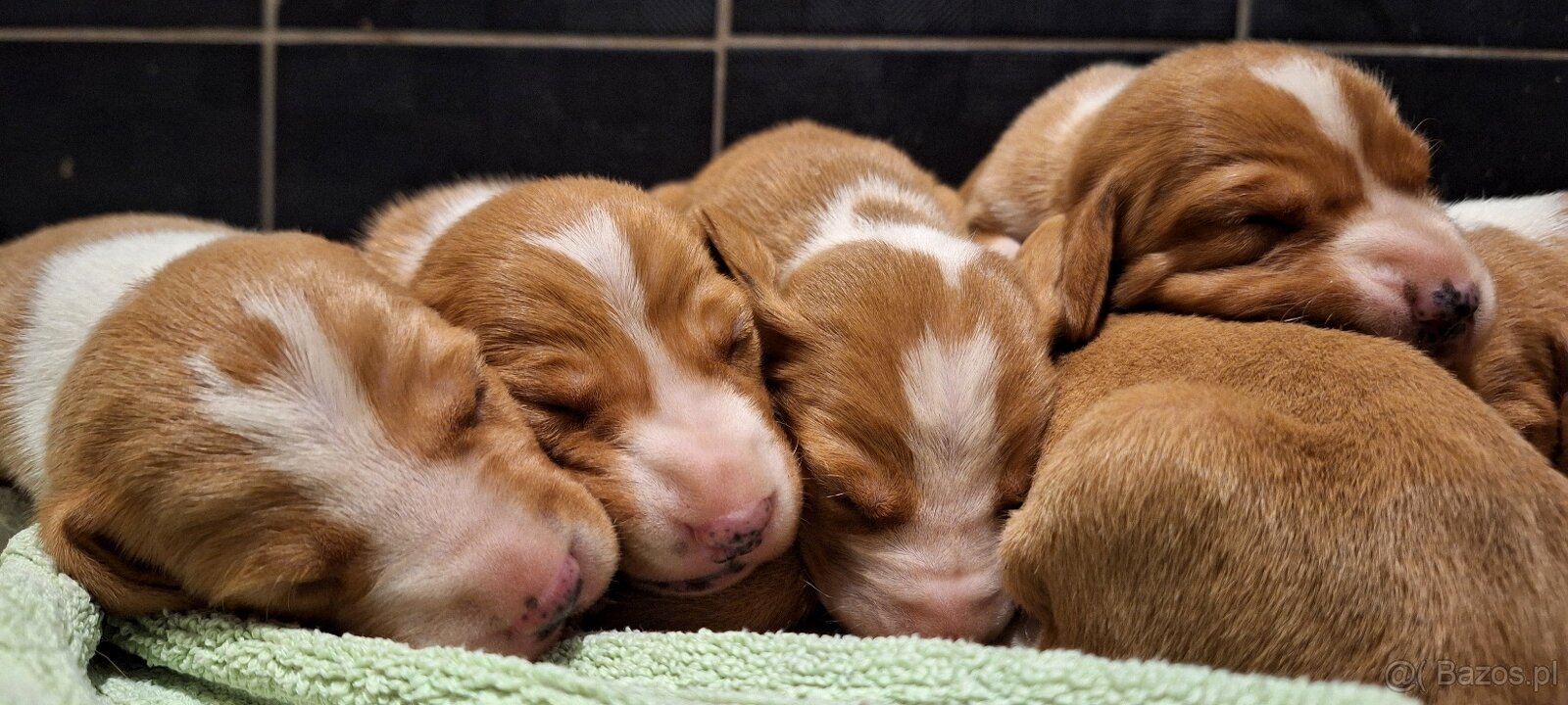 Szczeniaki Gończy Chorwacki ZKWP FCI - 5