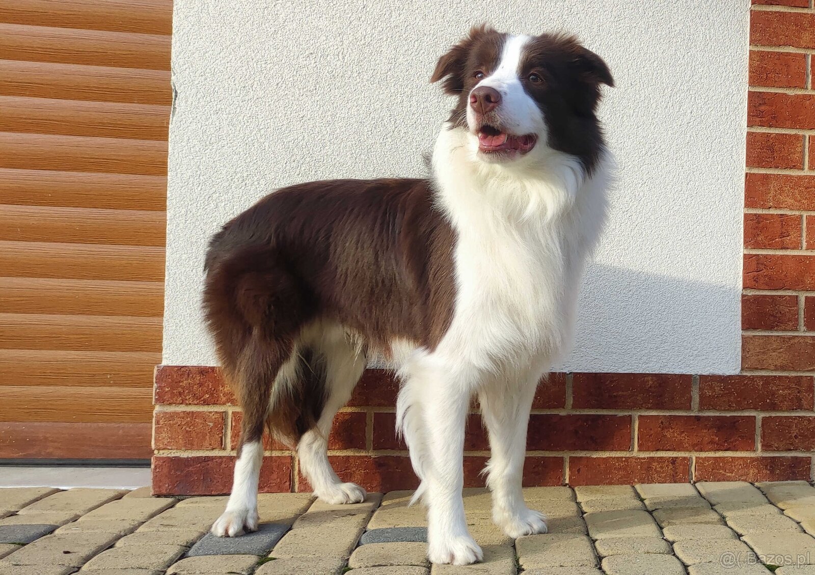 Reproduktor - Krycie - Border Collie - 5