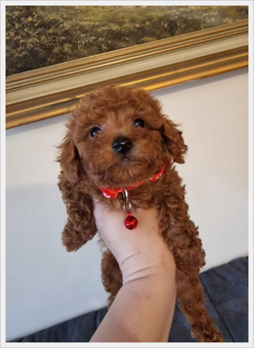 Pudel Toy red śliczny pudelek - 5