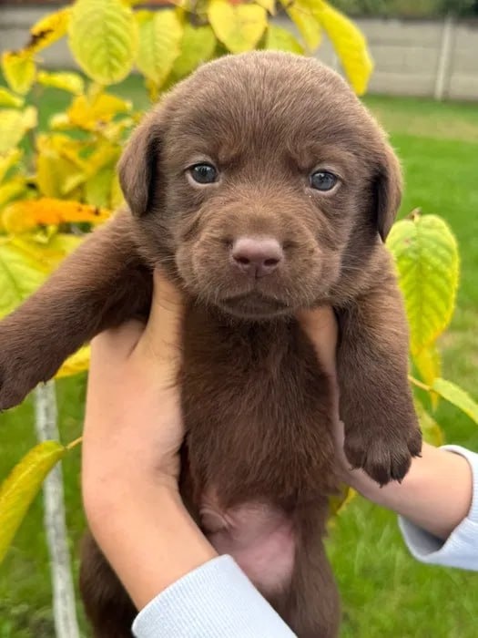 Szczenięta labradora czekoladowego - 5