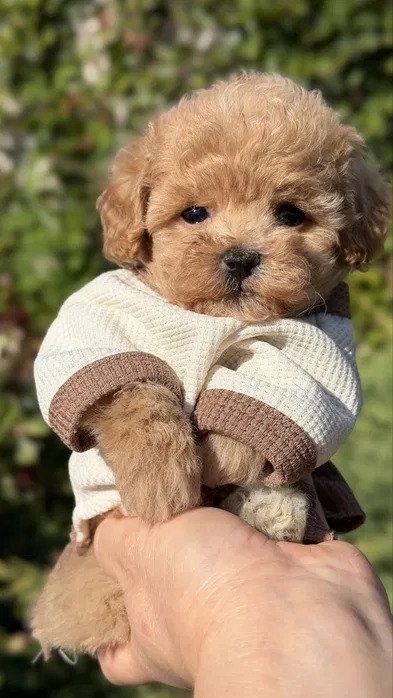 Wspaniałe szczenięta rasy Maltipoo.
- 5