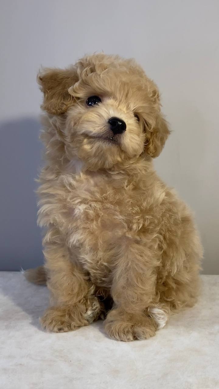 Najsłodsze szczenięta rasy Maltipoo
- 5