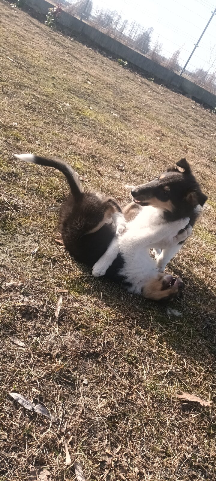 Szczeniaki owczarek szkocki - 5