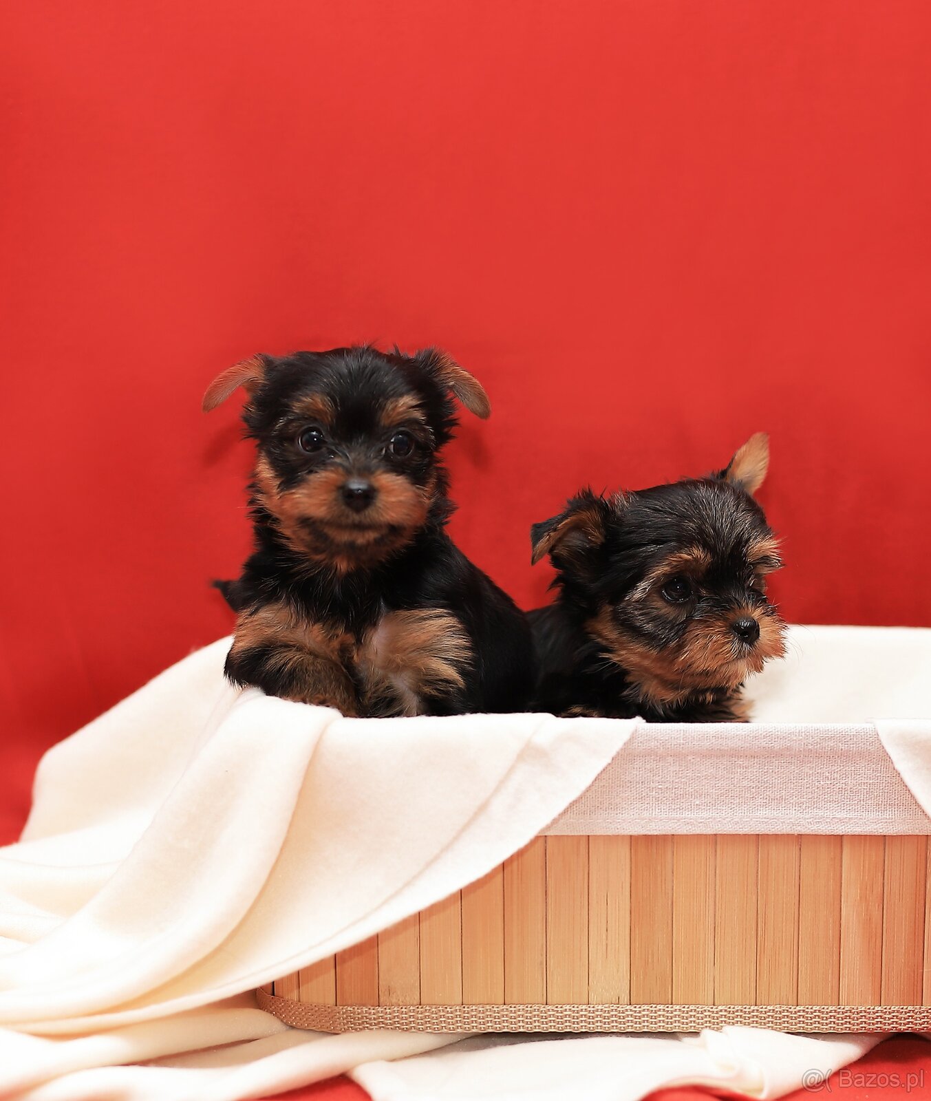 Alutka sunia Yorkshire Terrier - 5