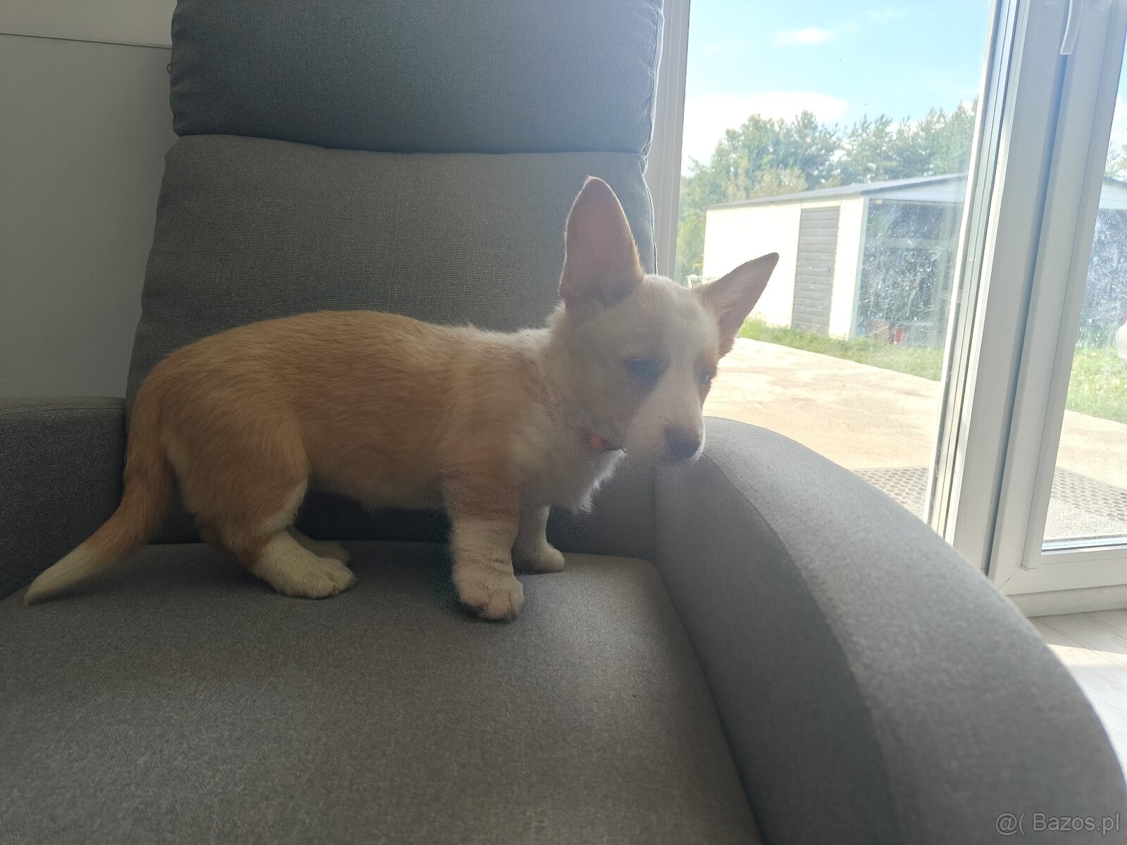 Welsh Corgi Cardigan -hodowla Rivulus FCI 26 lat istnienia - 5