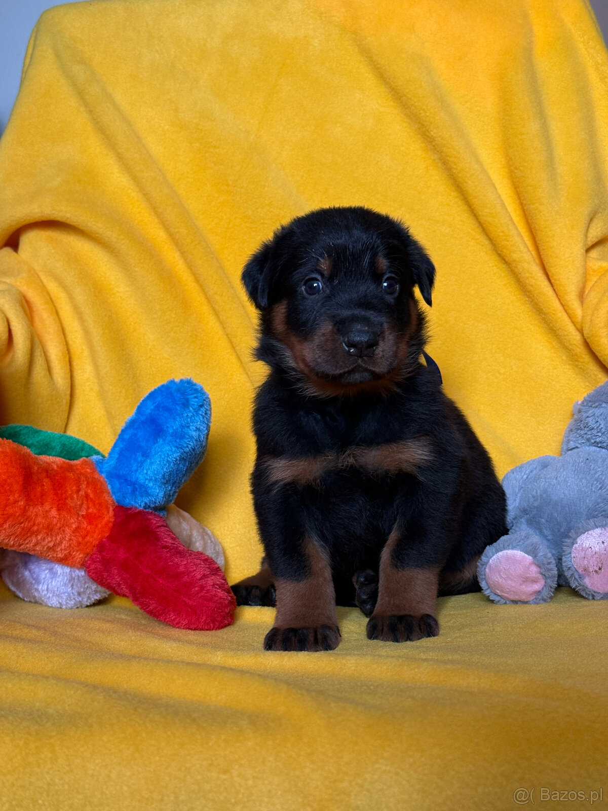 Beauceron - Owczarek francuski z rodowodem - 5