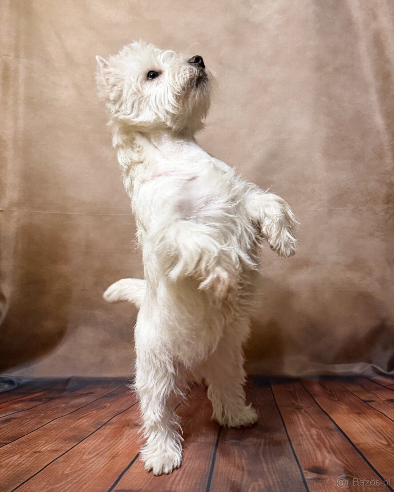 west highland white terrier - 5