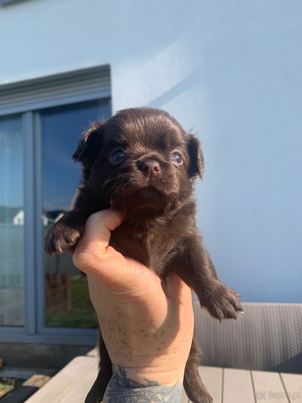 Chihuahua - 5
