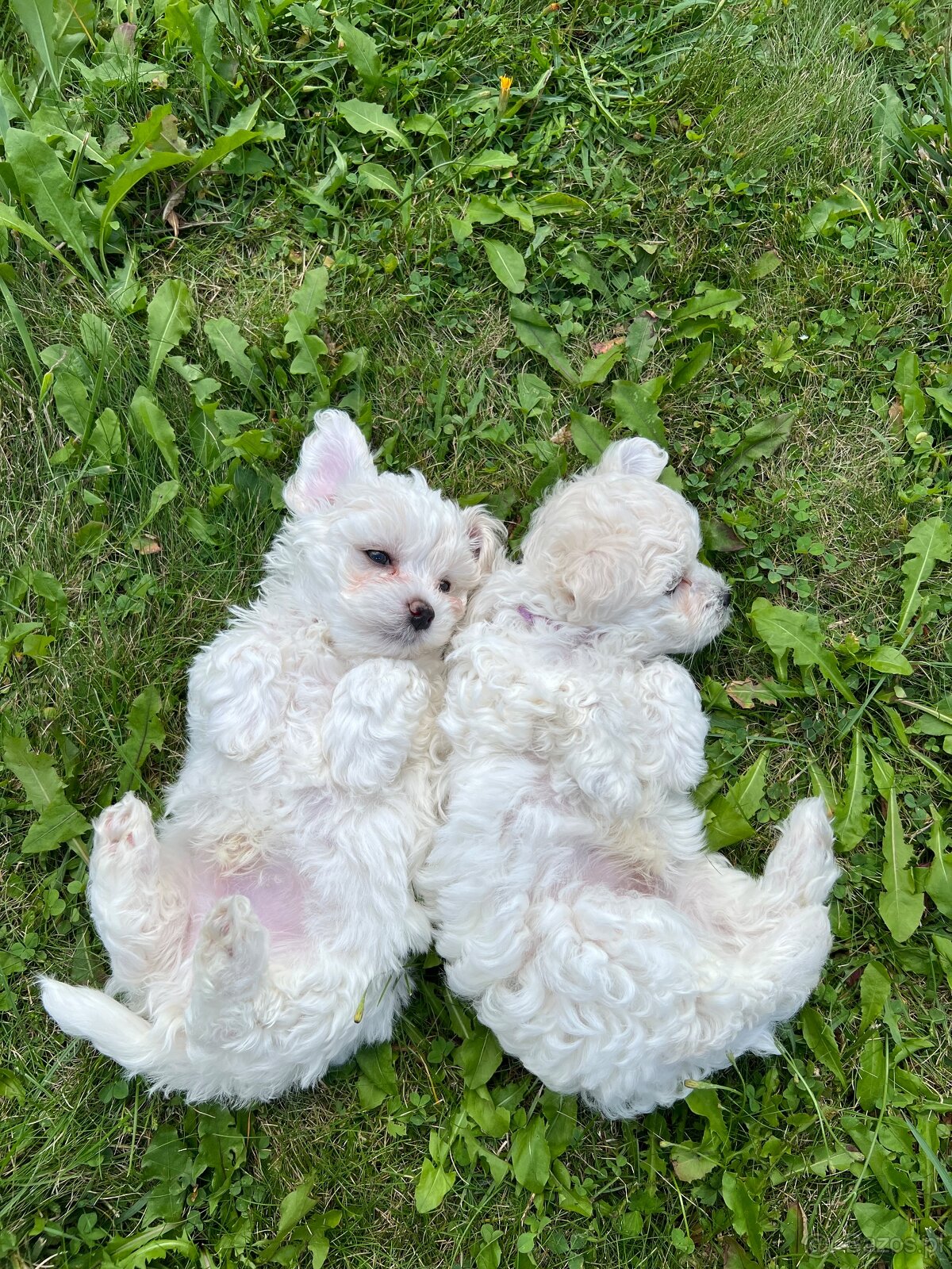 Szczeniaki maltipoo maltańczyk chłopcy - 5