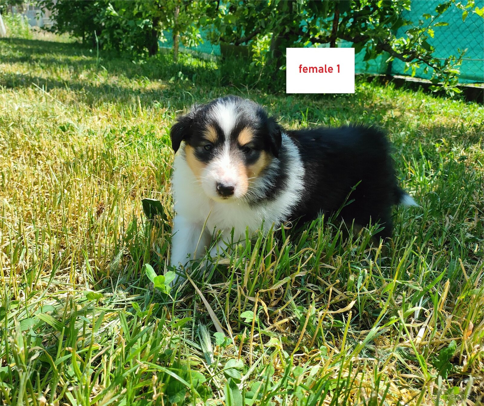 Owczarek szkocki collie FCI - szczeniak - 5