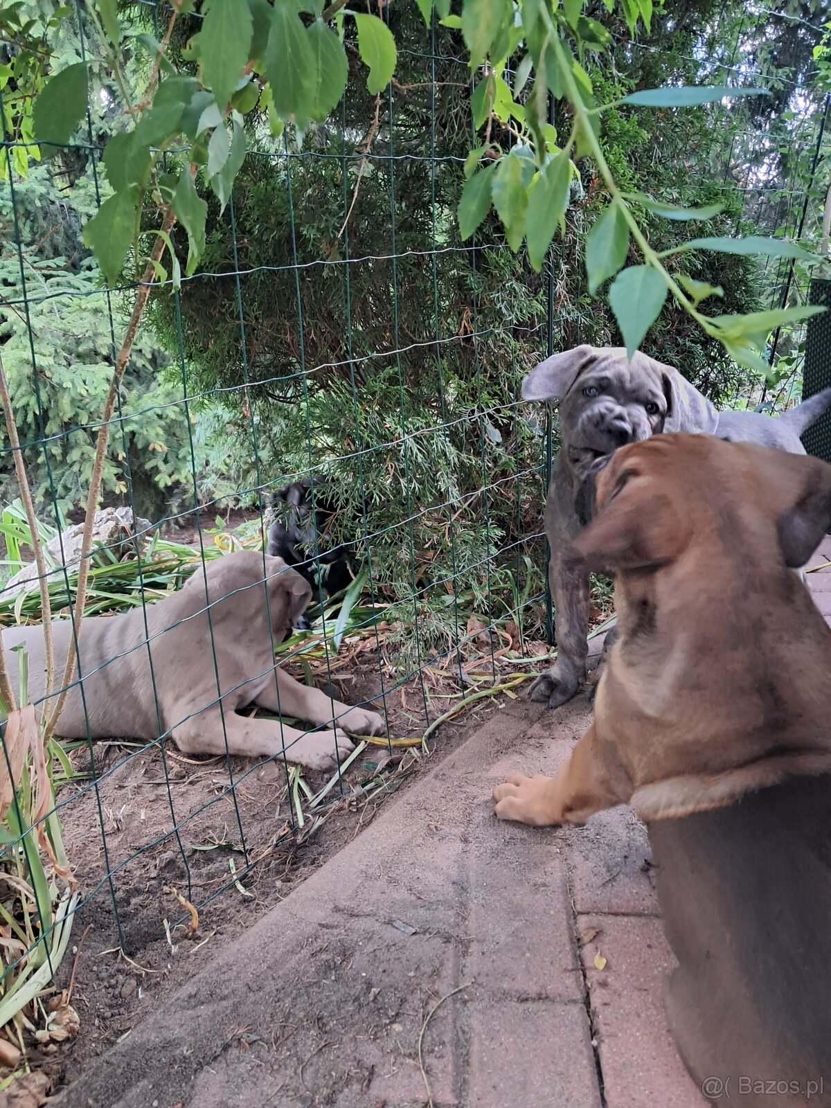 Urocze Cane Corso - 5