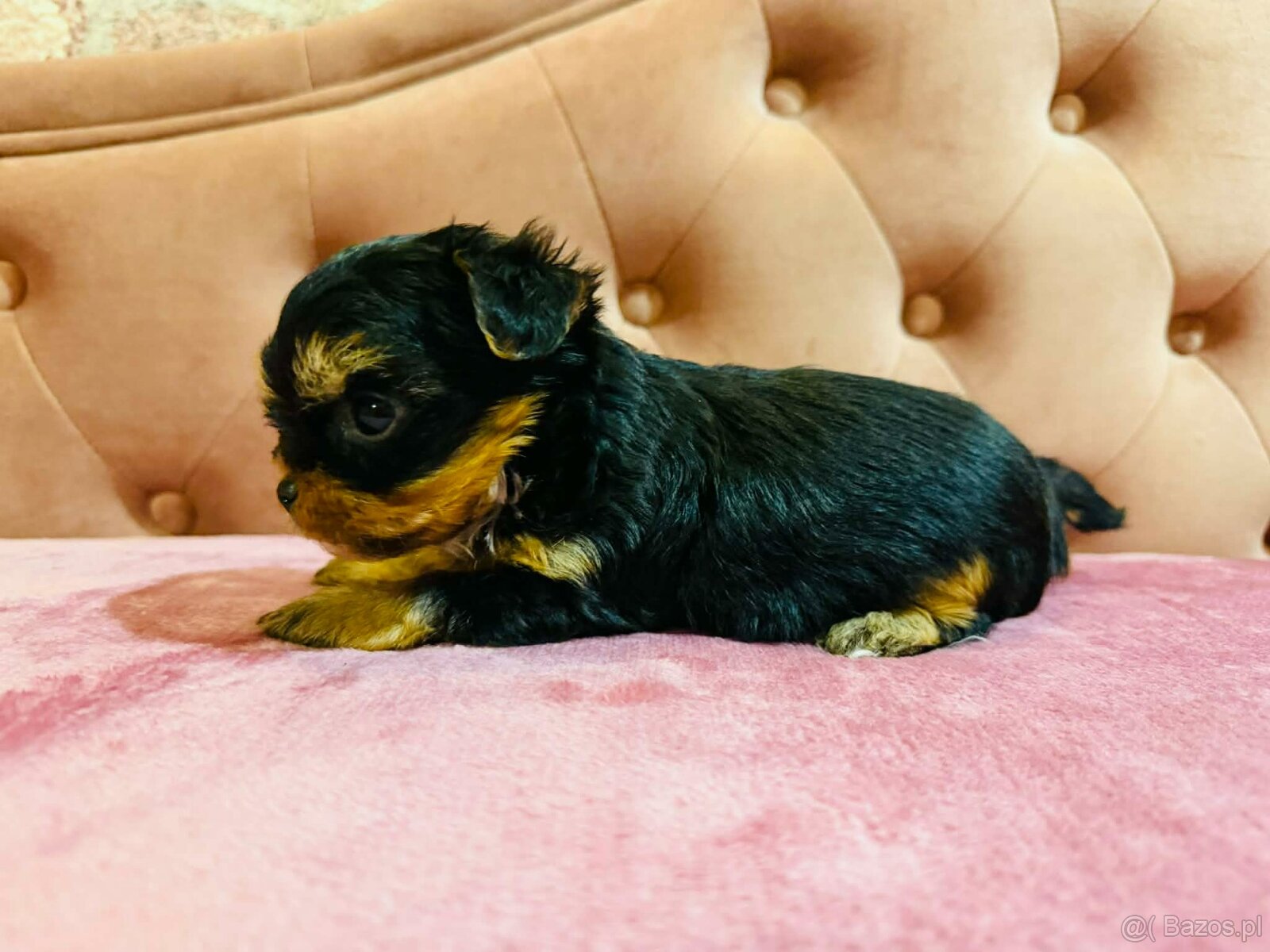 York Mega Piękny Luxusowy. Cudna Buzia. - 5