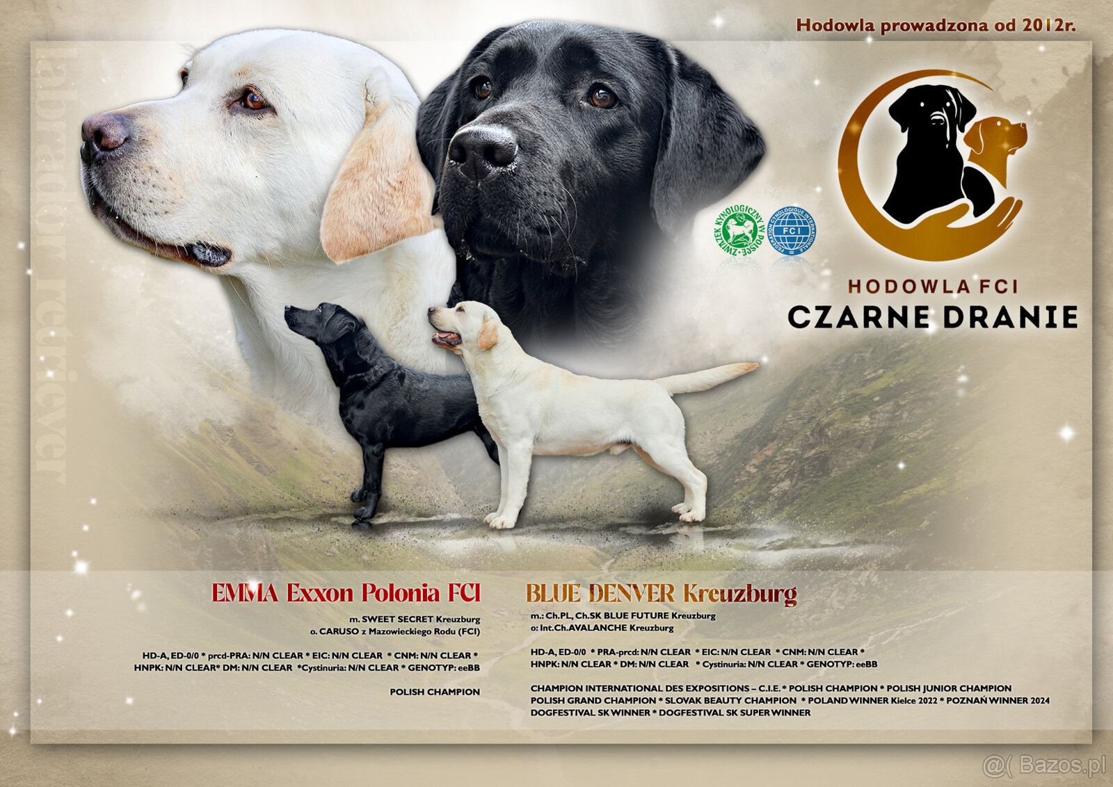 Labrador Retriver - 5