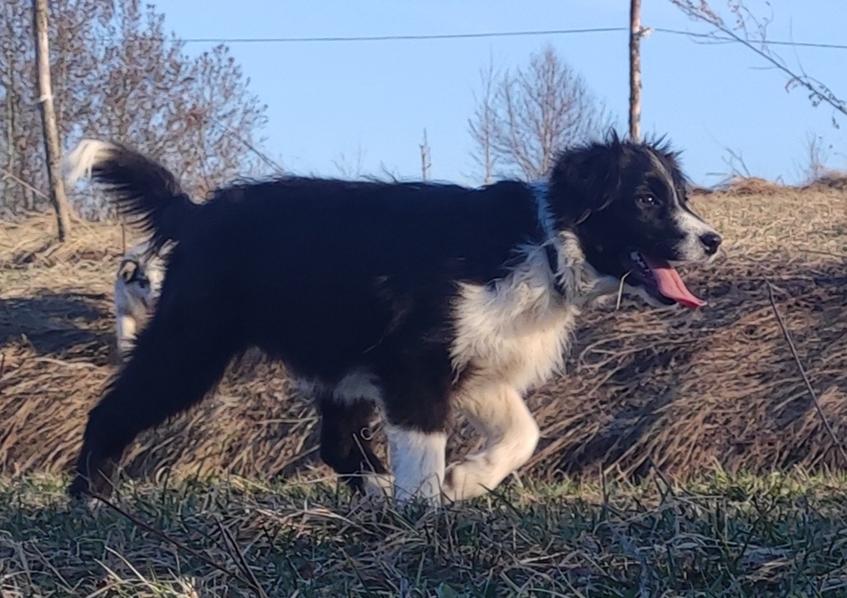 NUKA - Rasowa Suczka BORDER COLLIE z Hodowli - Szczenię z pe - 5