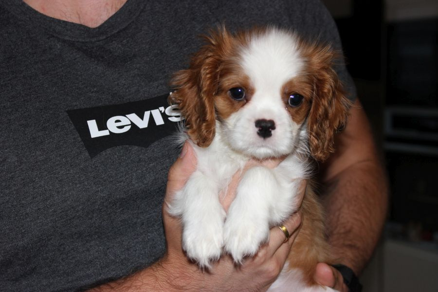 Cavalier King Charles Spaniel-szczeniaczek ZKwP - 5