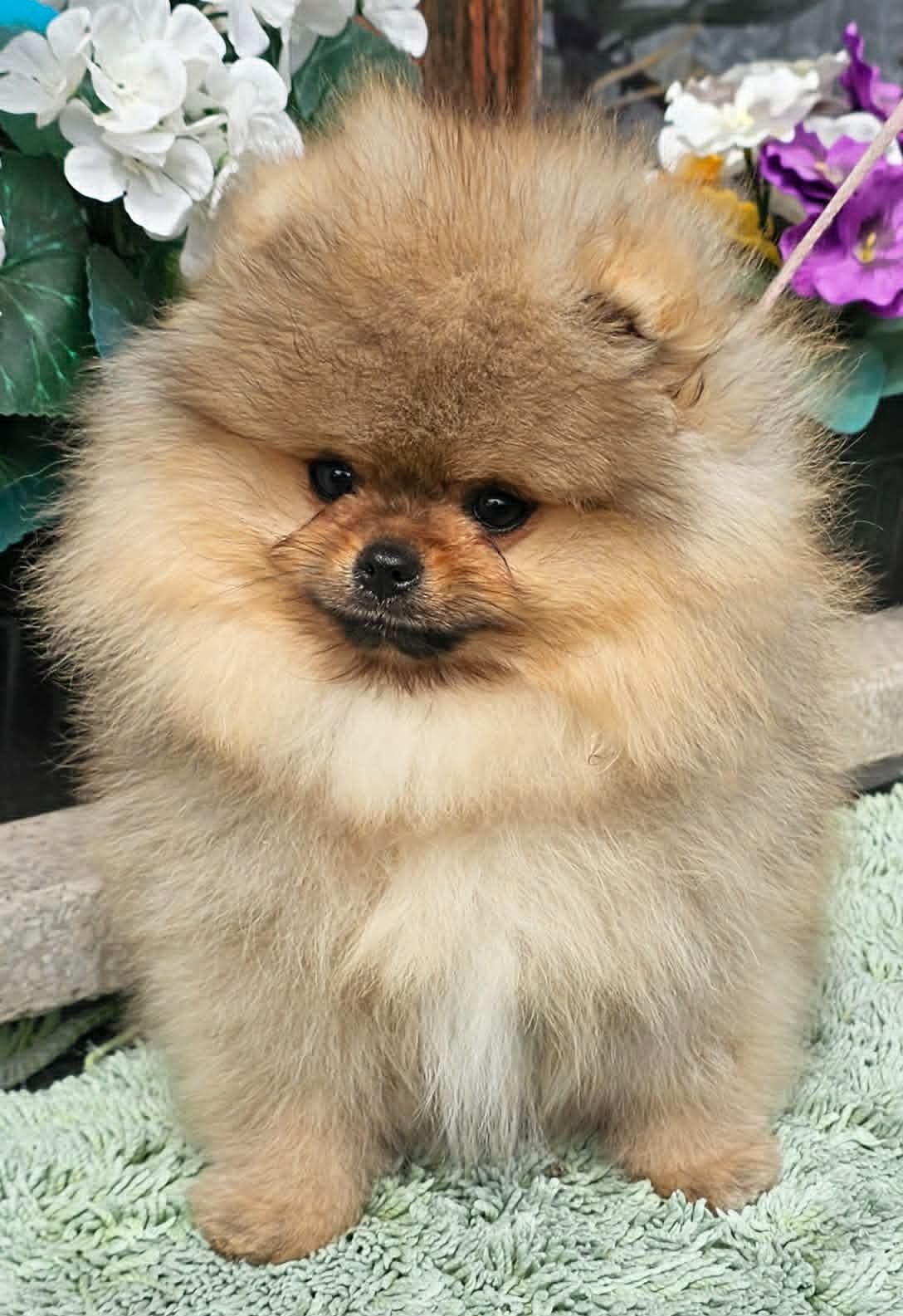 Szpic miniaturowy pomeranian piękne szczenięta. - 5