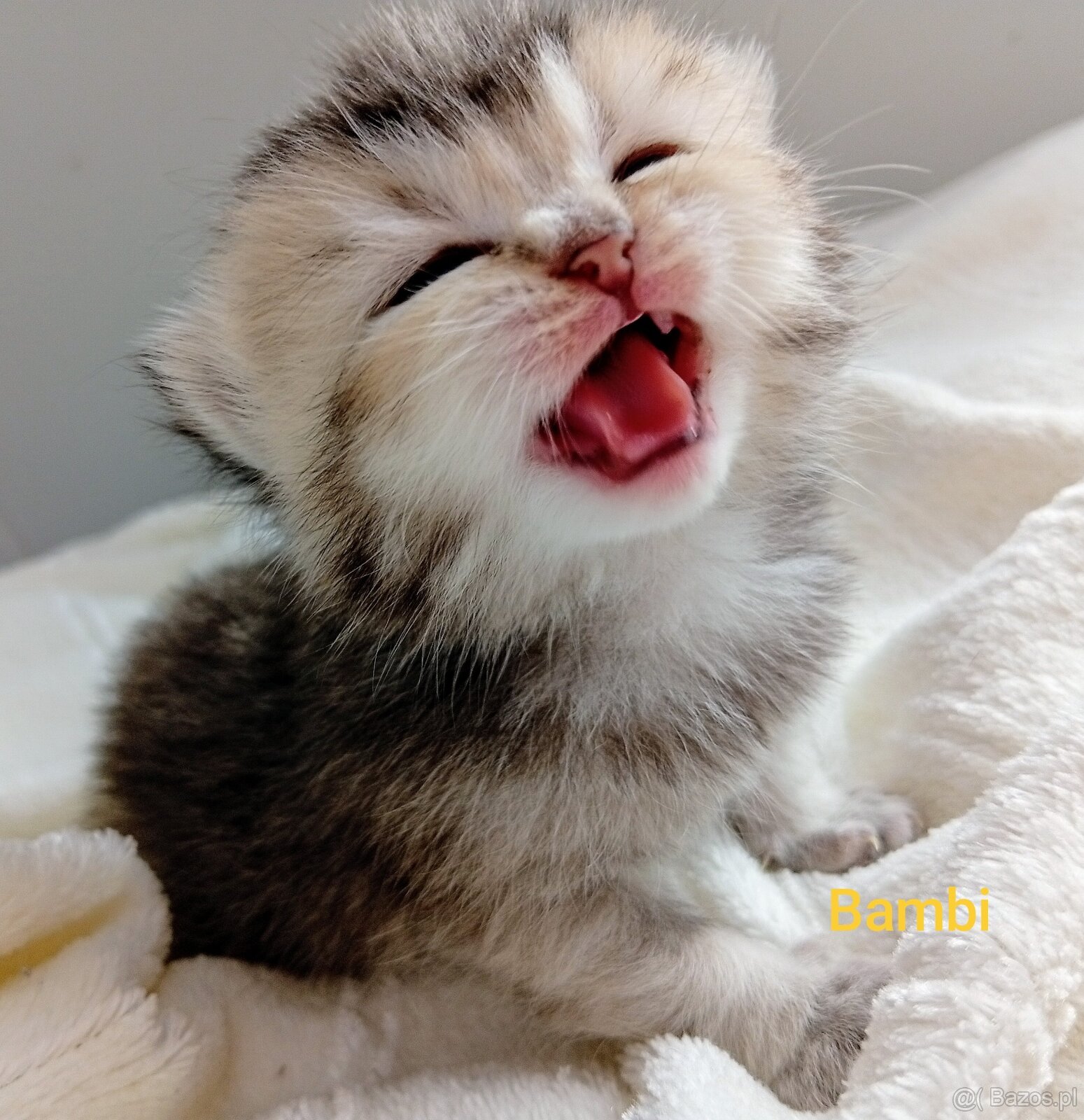 Cudowne Kocie Maleństwa Szkockie Szynszyle - 5