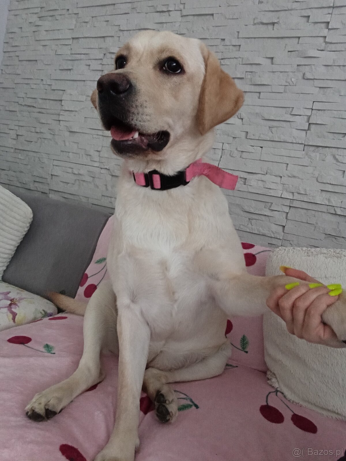Sprzedam labradora biszkoptowego - 5