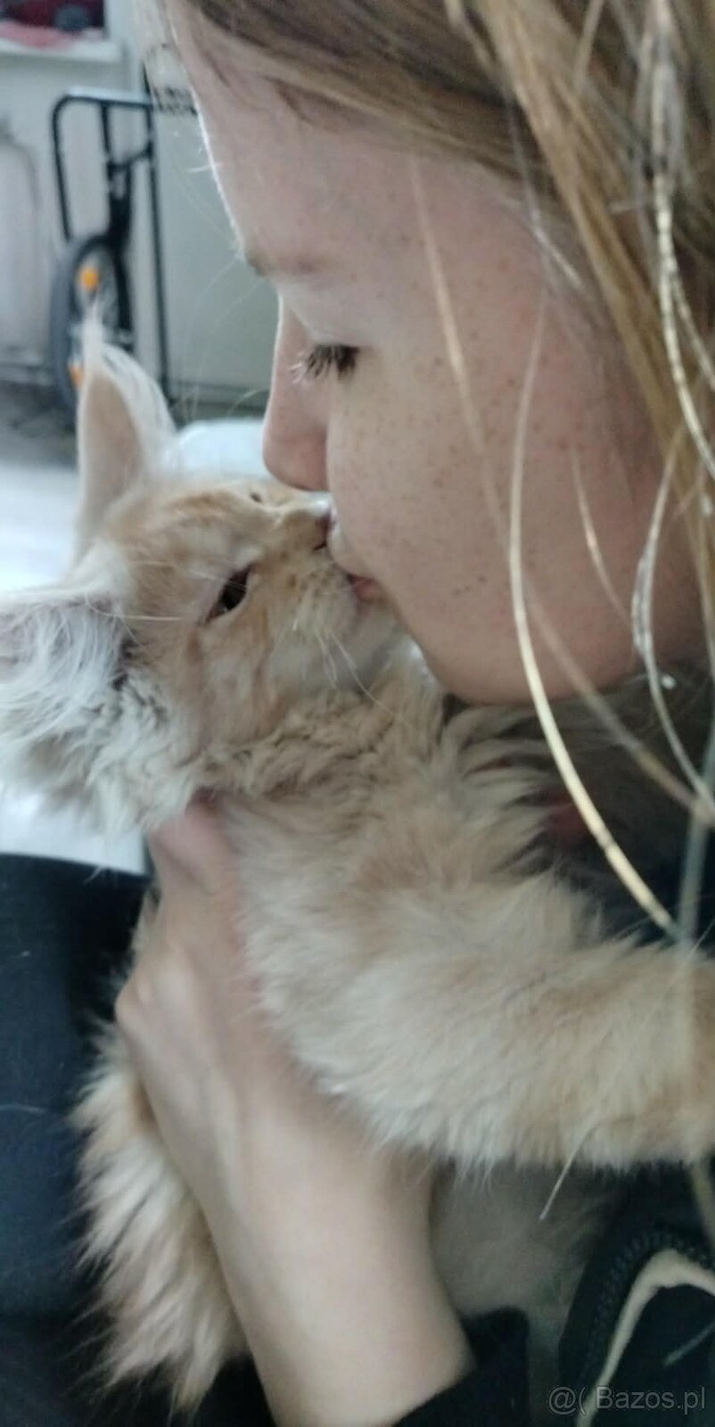 Maine Coon kocięta - 5