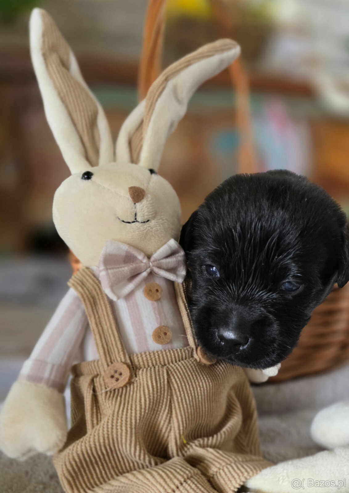 Labrador czarne ZKwP (FCI) szczenięta po Championie, suczki - 5