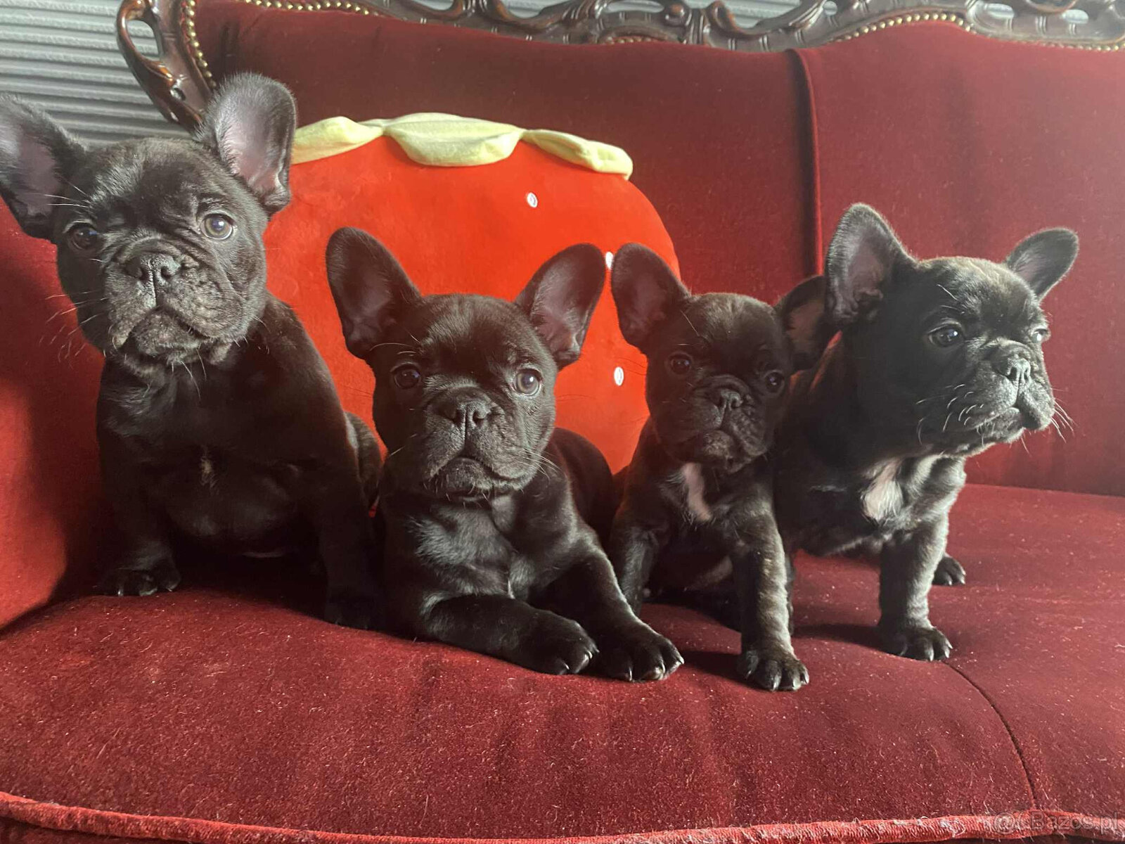 Buldog francuski - 5