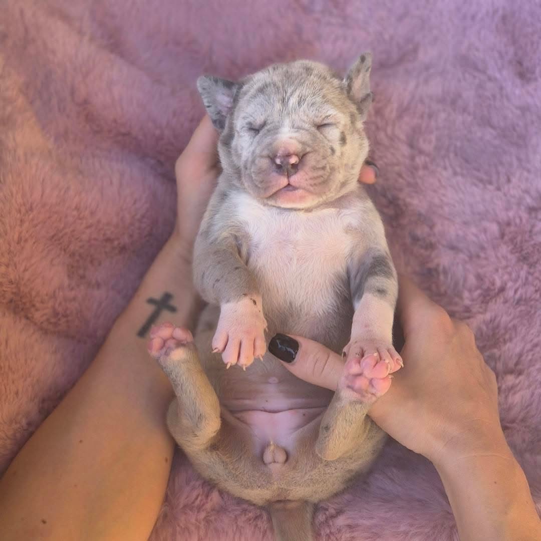 American Bully Xl - 5